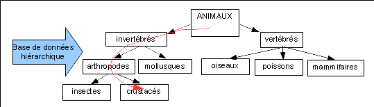 Base de donnes hirarchique